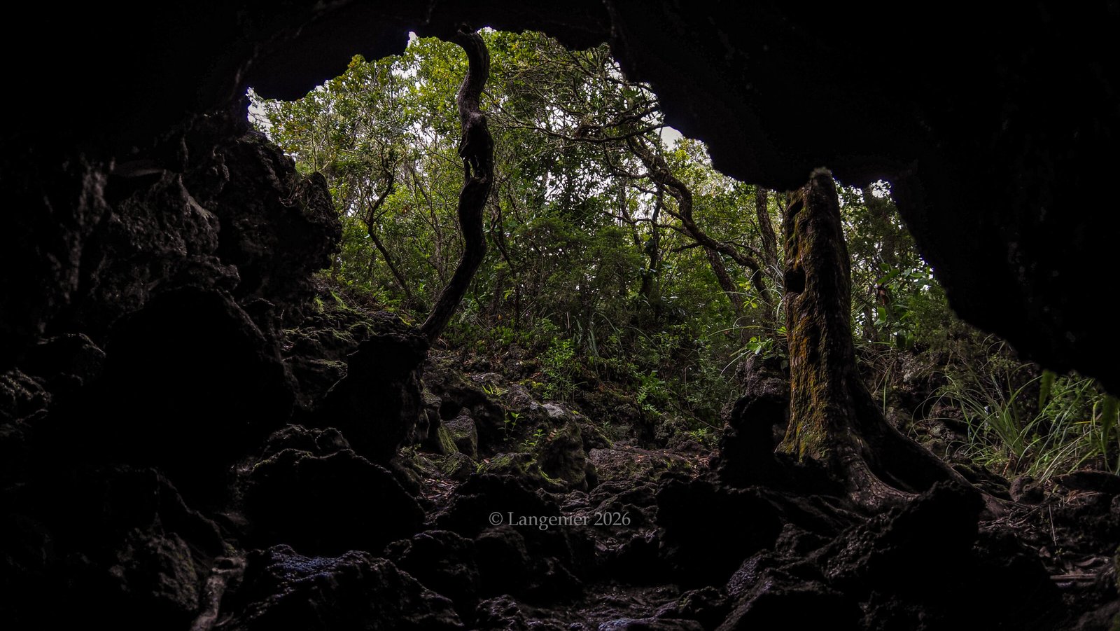 View from inside a dark volcanic lava cave on Rangitoto Island, Auckland, looking out at native bush and twisted pōhutukawa roots
