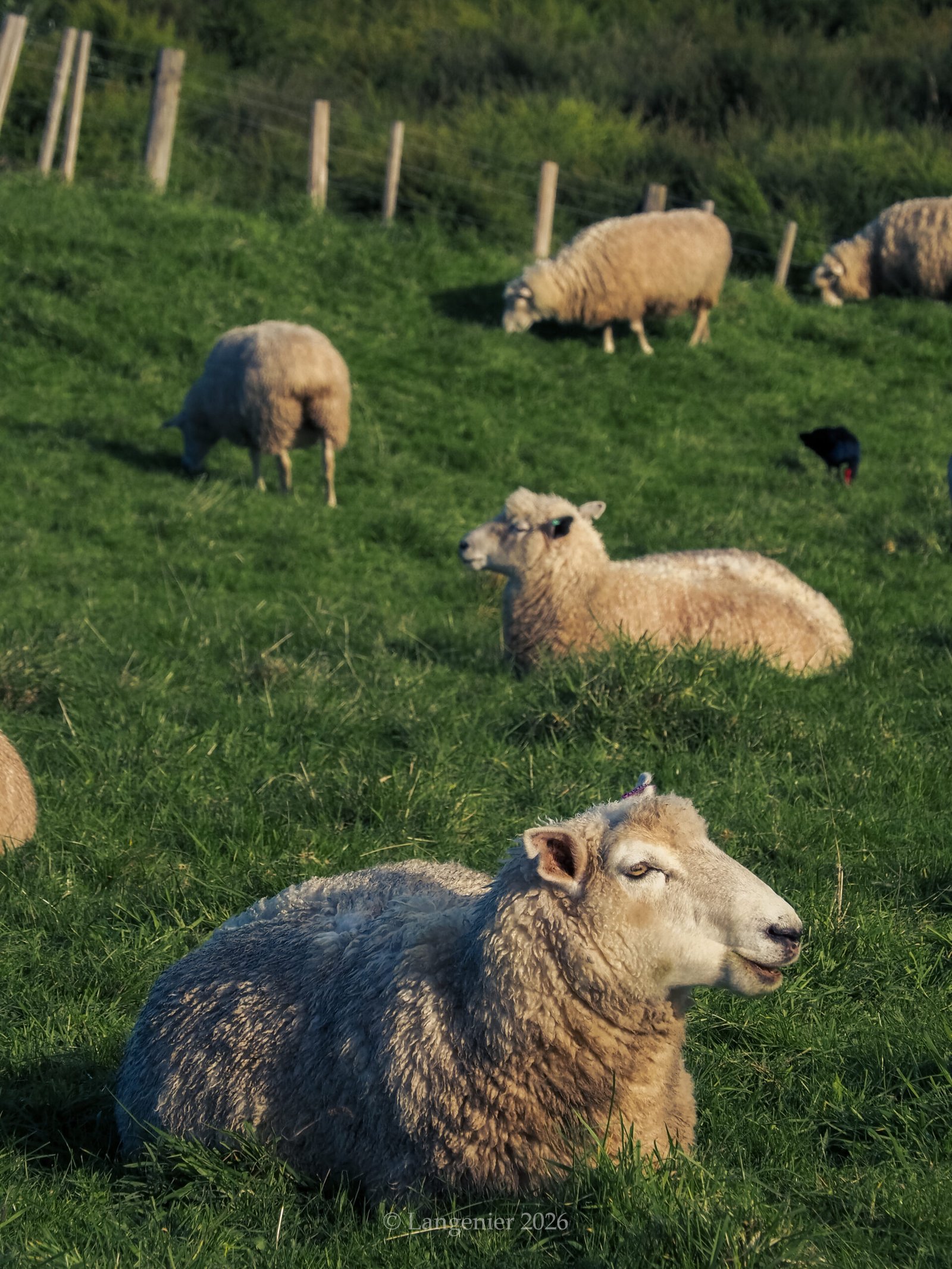 Sheep grazing and resting on a grassy hillside at Shakespear Regional Park, Auckland, with a fence line and a pūkeko in the background.