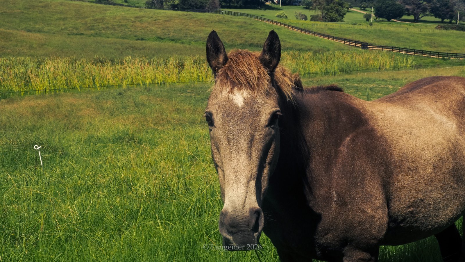 Close-up of a horse's face in a grassy paddock on Waiheke Island, Auckland, with a fenced pasture and rolling farmland in the background.